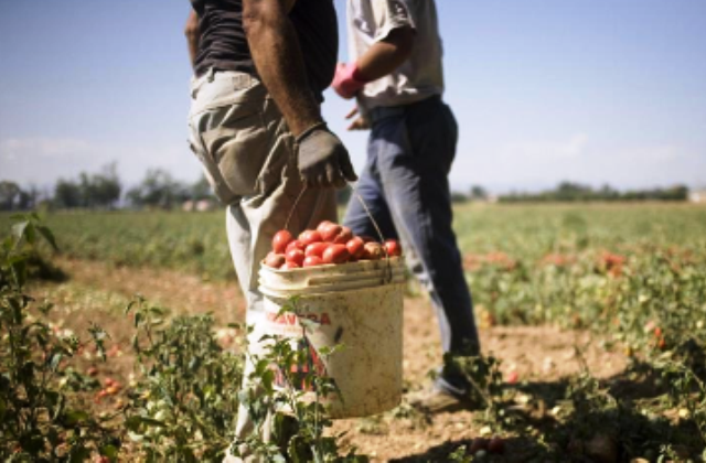 Regione. Caporalato, 10.000 contatti a Helpdesk Su.Pr.Eme. Albano: «Aiuto a lavoratori sfruttati»